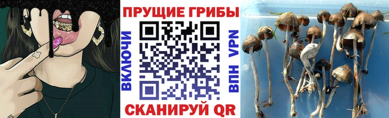 Псилоцибиновые грибы GOLDEN TEACHER Находка